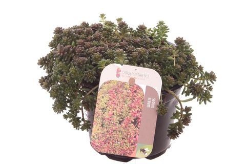 Sedum album 'Coral Carpet'