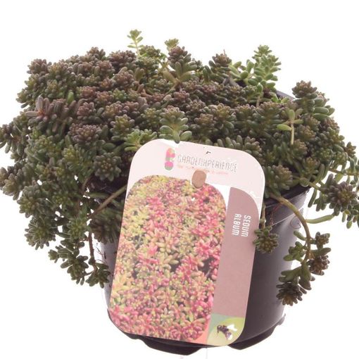 Sedum album 'Coral Carpet'