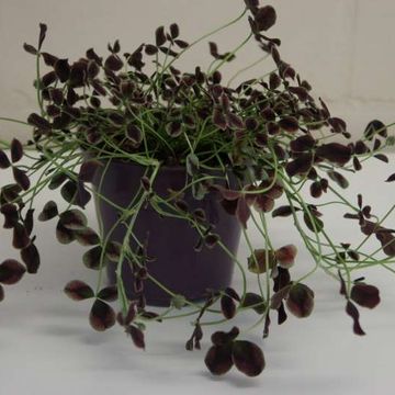 Trifolium repens MIX