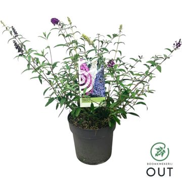 Buddleja davidii MIX IN POT