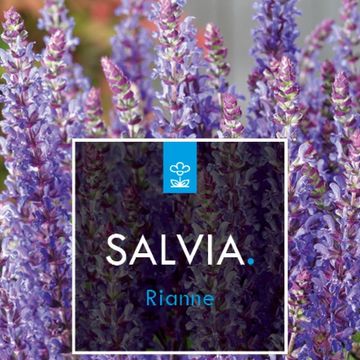 Salvia nemorosa 'Rianne'