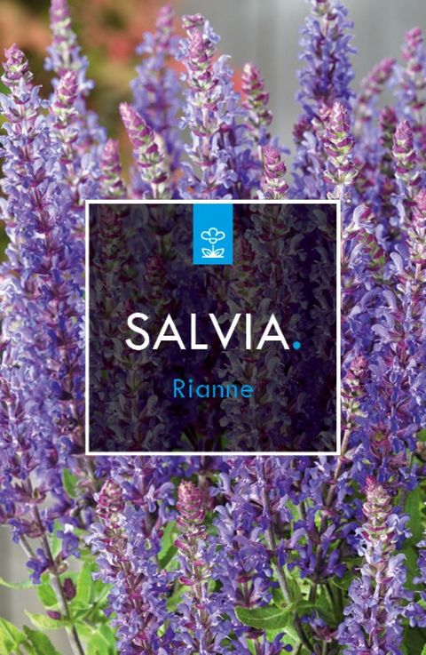 Salvia nemorosa 'Rianne'