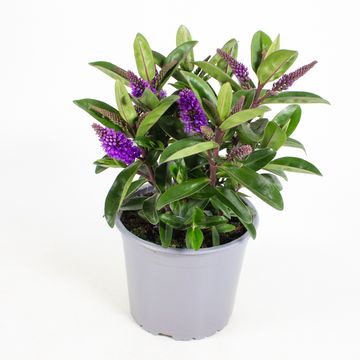 Hebe 'Otatara'