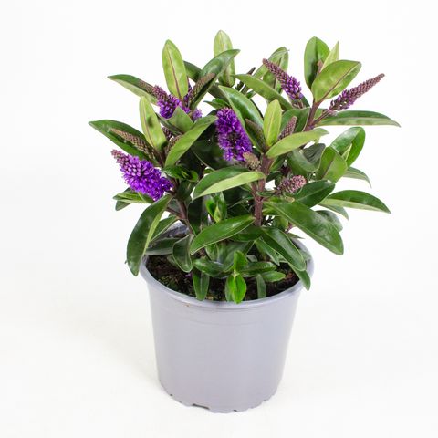 Hebe 'Otatara'