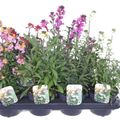 Erysimum linifolium MIX