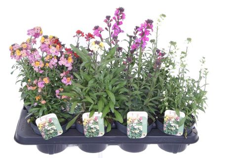 Erysimum linifolium MIX