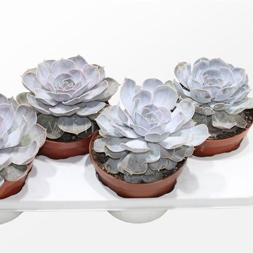 Echeveria runyonii