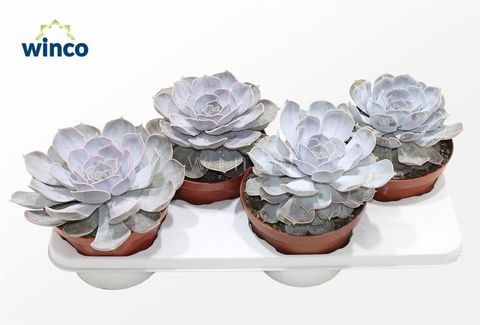 Echeveria runyonii