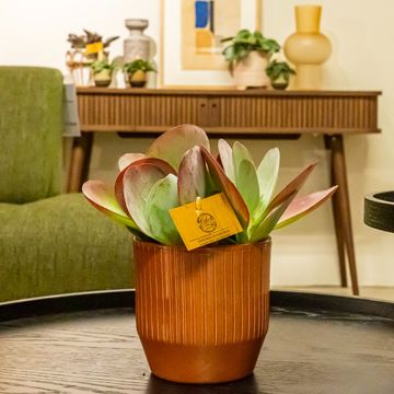 Kalanchoe thyrsiflora