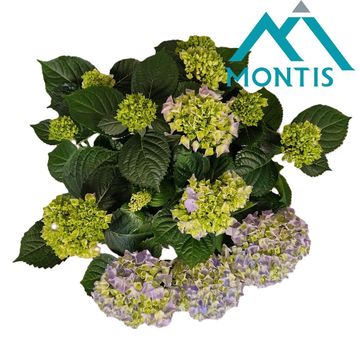 Hydrangea macrophylla HI RIVER BLUE