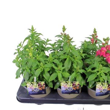 Antirrhinum majus MIX