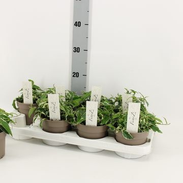 Ficus sagittata 'Variegata'