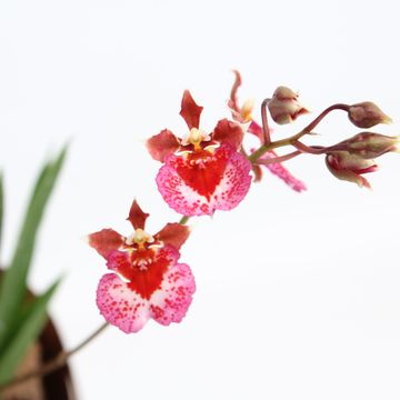 Tolumnia