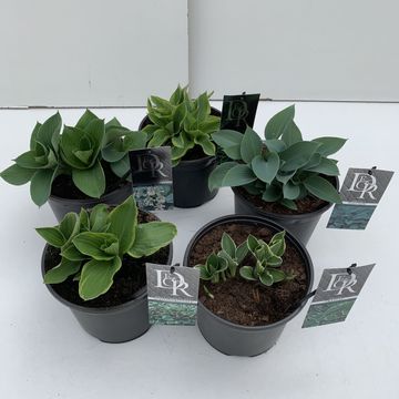 Hosta MIX