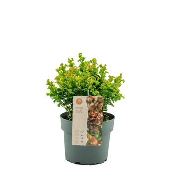 Leucothoe axillaris 'Curly Red'