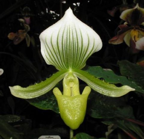 Paphiopedilum Maudiae 'Charlotte'