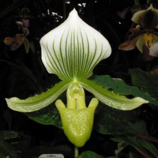 Paphiopedilum Maudiae 'Charlotte'