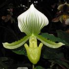 Paphiopedilum Maudiae 'Charlotte'