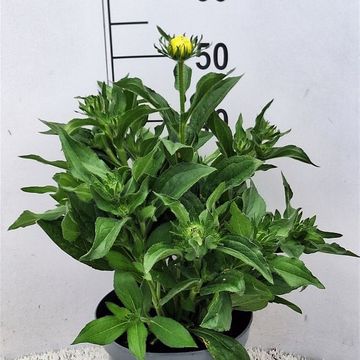 Rudbeckia hirta 'Amarillo Gold'