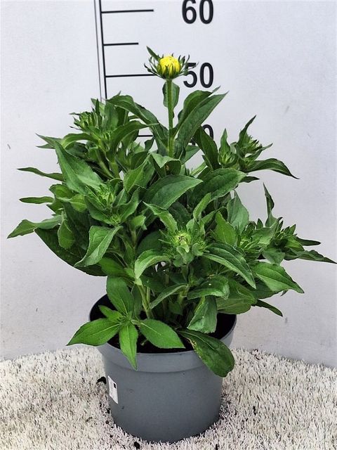 Rudbeckia hirta 'Amarillo Gold'