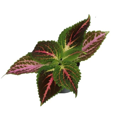 Coleus 'Pink Diamond'
