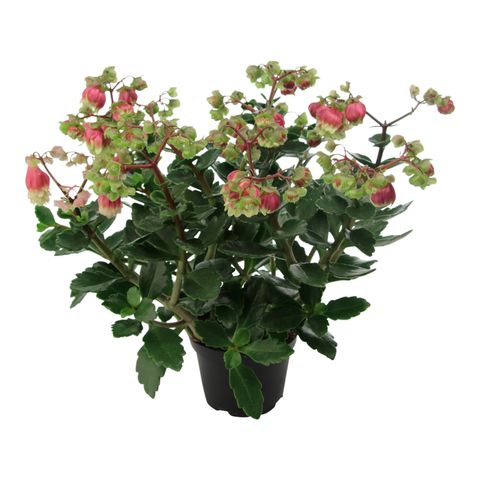 Kalanchoe porphyrocalyx 'Dolly'
