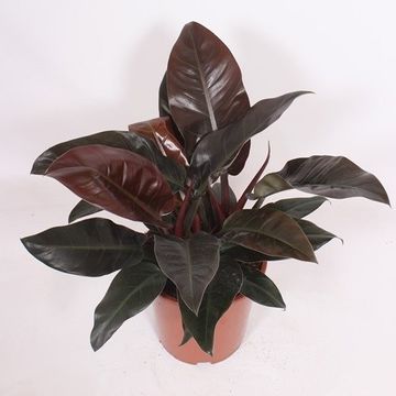 Philodendron 'Imperial Red'