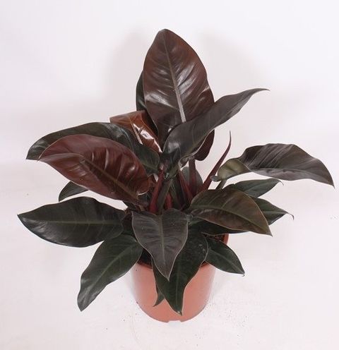 Filodendron 'Imperial Red'