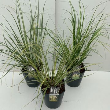 Cortaderia selloana MIX