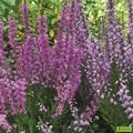 Calluna vulgaris 'Kongenshus'