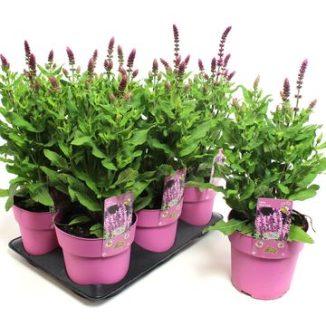 Salvia nemorosa 'Apex Pink'