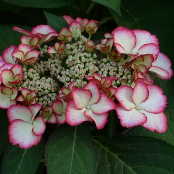 Hydrangea macrophylla HOVARIA LOVE YOU KISS