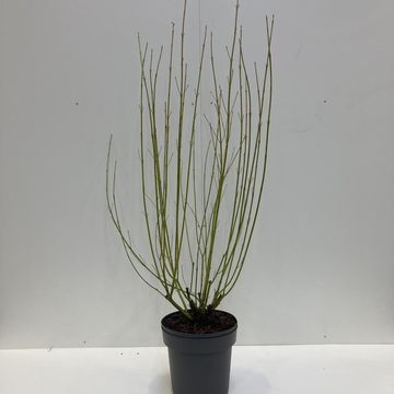 Cornus sericea 'Flaviramea'