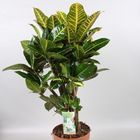 Codiaeum variegatum 'Petra'