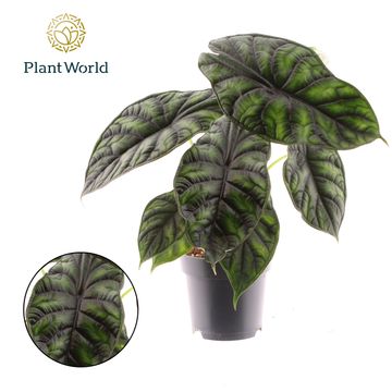 Alocasia 'Dragon Scale'