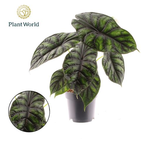 Alocasia 'Dragon Scale'