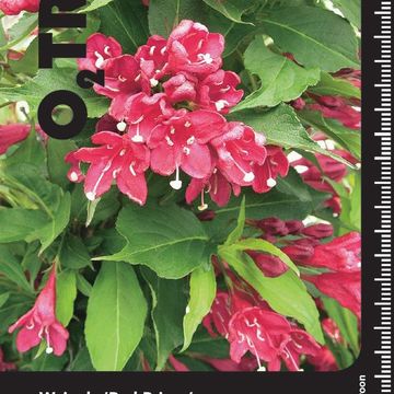 Weigela 'Red Prince'