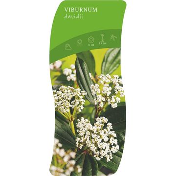 Viburnum davidii