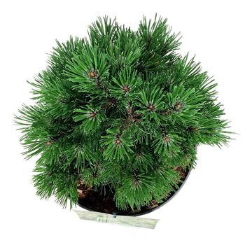 Pinus uncinata 'Heideperle'