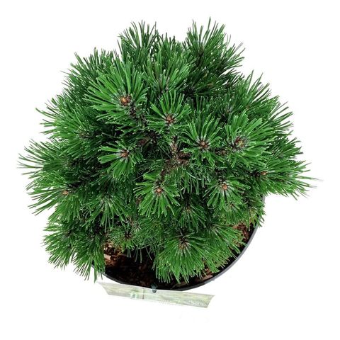 Pinus uncinata 'Heideperle'