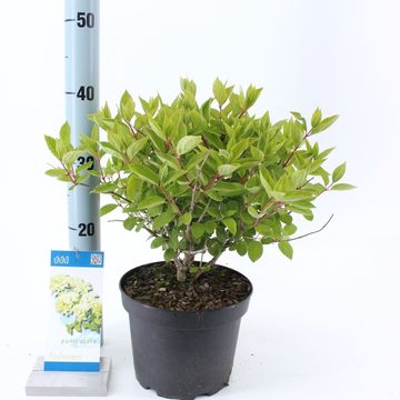 Hydrangea paniculata 'Bombshell'