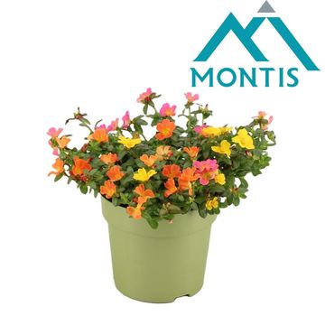 Portulaca MIX IN POT