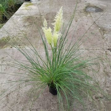 Cortaderia selloana