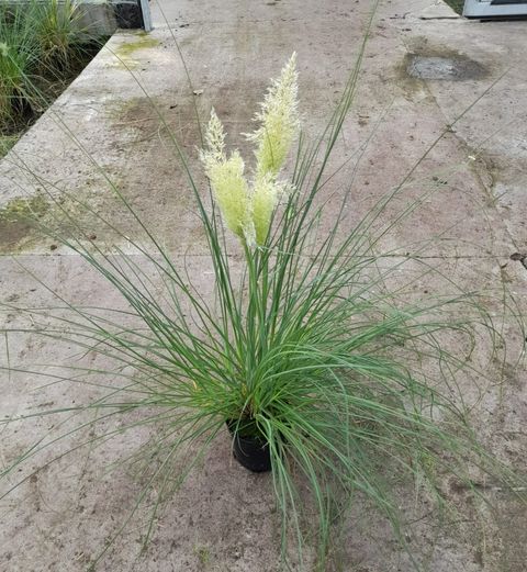 Cortaderia selloana