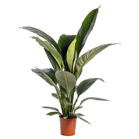 Spathiphyllum 'Sensation'