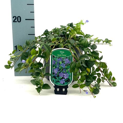 Vinca minor 'Bowles's Variety'