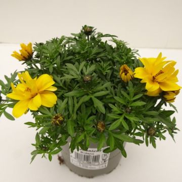 Bidens ferulifolia 'Tweety'