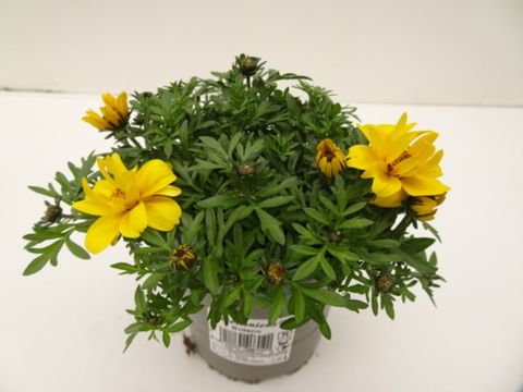 Bidens ferulifolia 'Tweety'