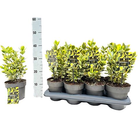Euonymus japonicus MARIEKE