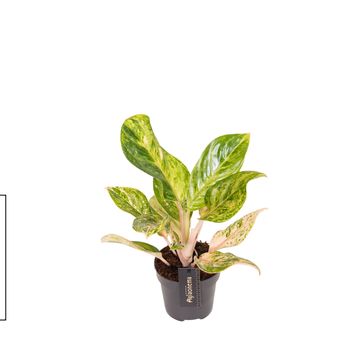 Aglaonema 'Peach Pearl'